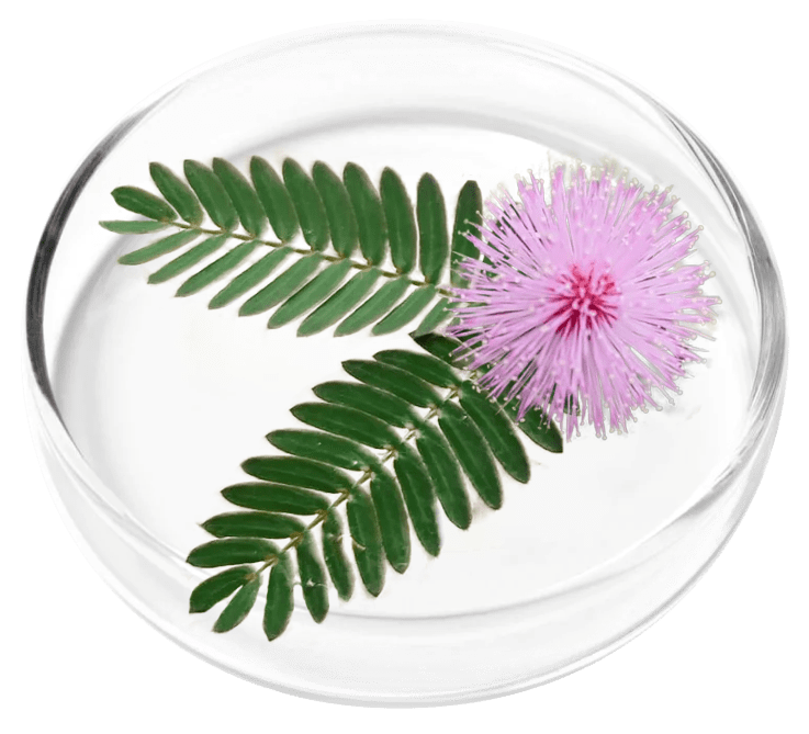 Mimosa Pudica