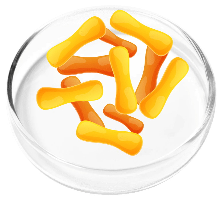 Lactobacillus Cassei