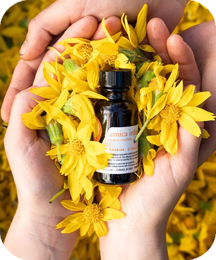 Arnica Oil Soothing Extract