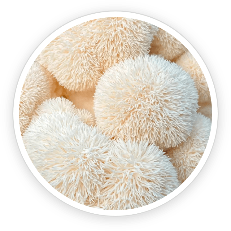 Lion's Mane