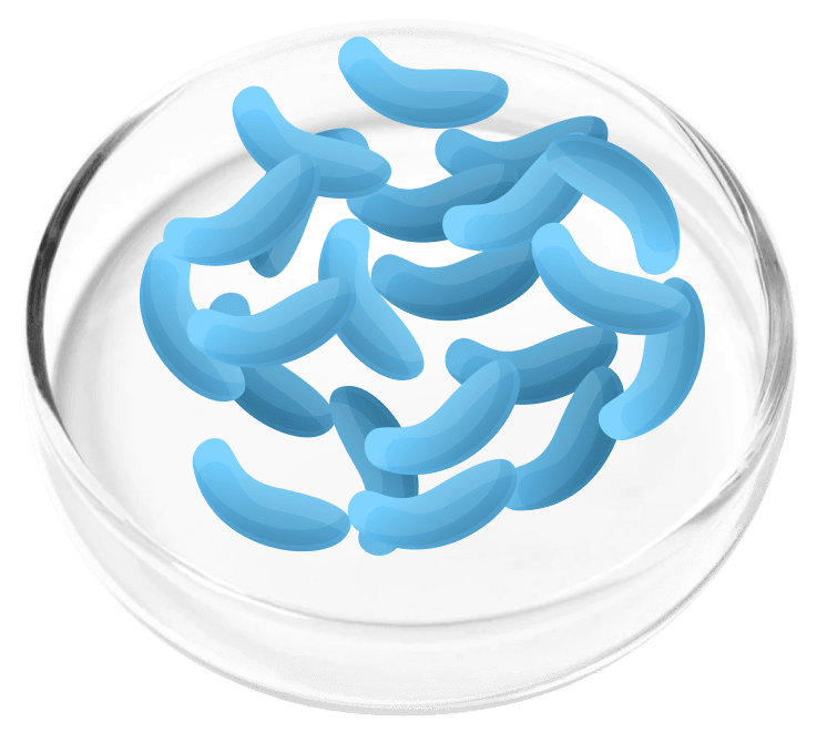 Lactobacillus Gaseri