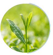 Green Tea Extract