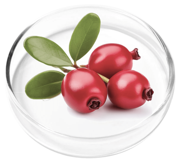 Bearberry Extract
