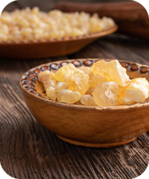 Indian Frankincense Boswellia Botanical