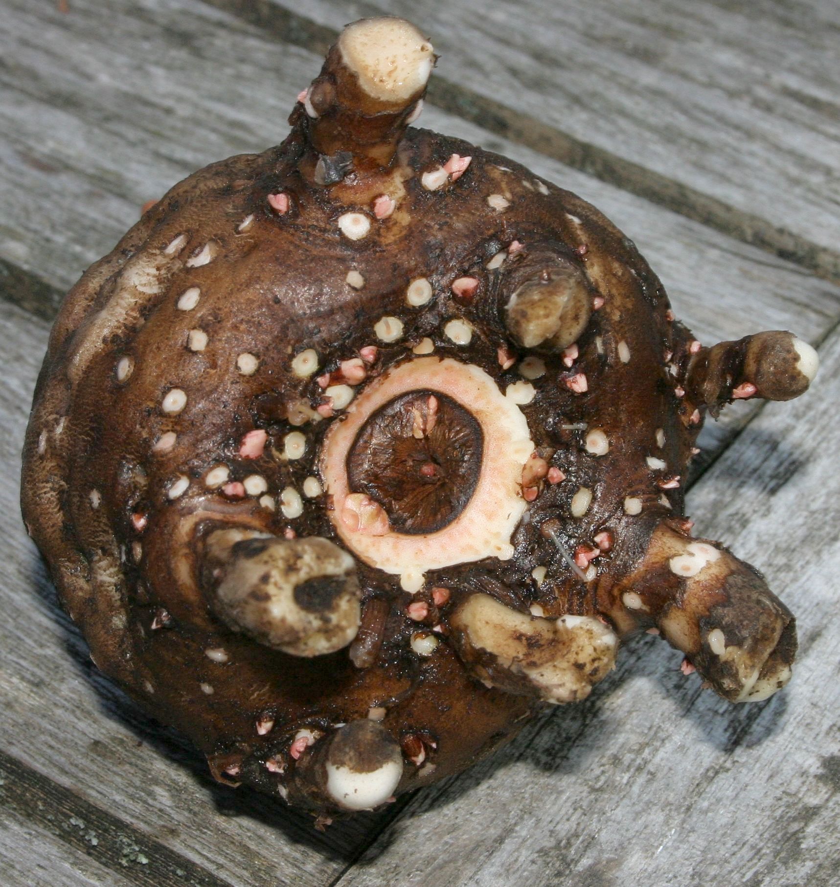 Konjac root