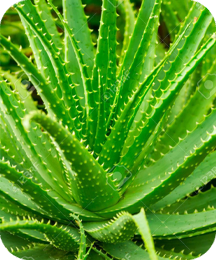 Aloe Vera Cooling Extract