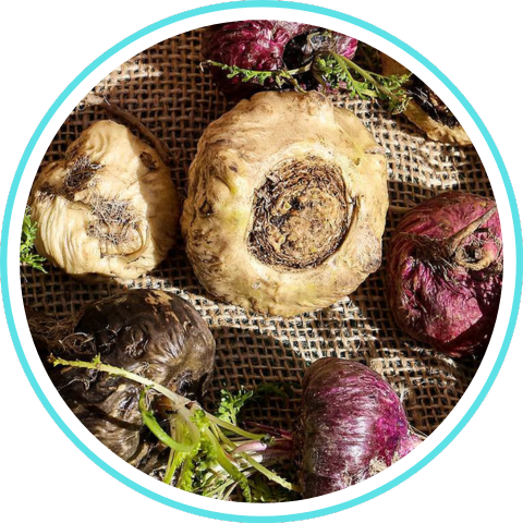 Maca Root