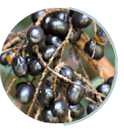 Saw Palmetto