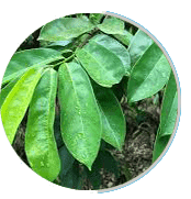 Soursop
