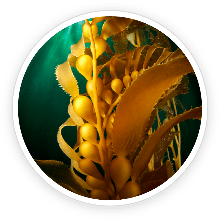 Organic Kelp Powder