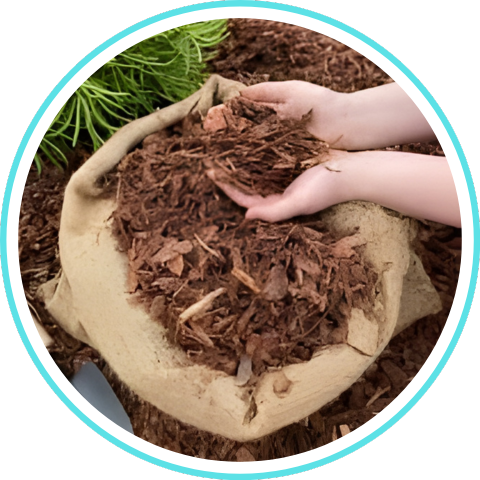 Saffron Extract