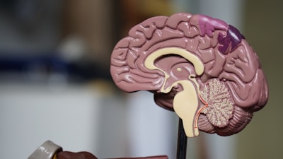 GABA brain support — nervous system calm
