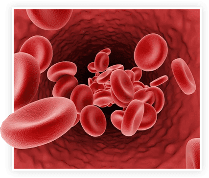 ProstaVive blood flow support
