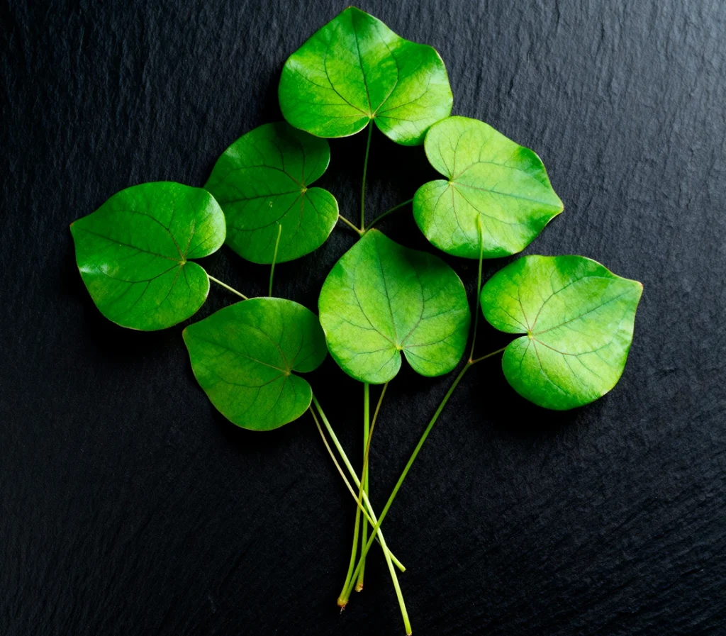Epimedium leaf extract