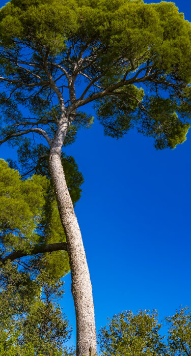 French Maritime Pine Bark extract