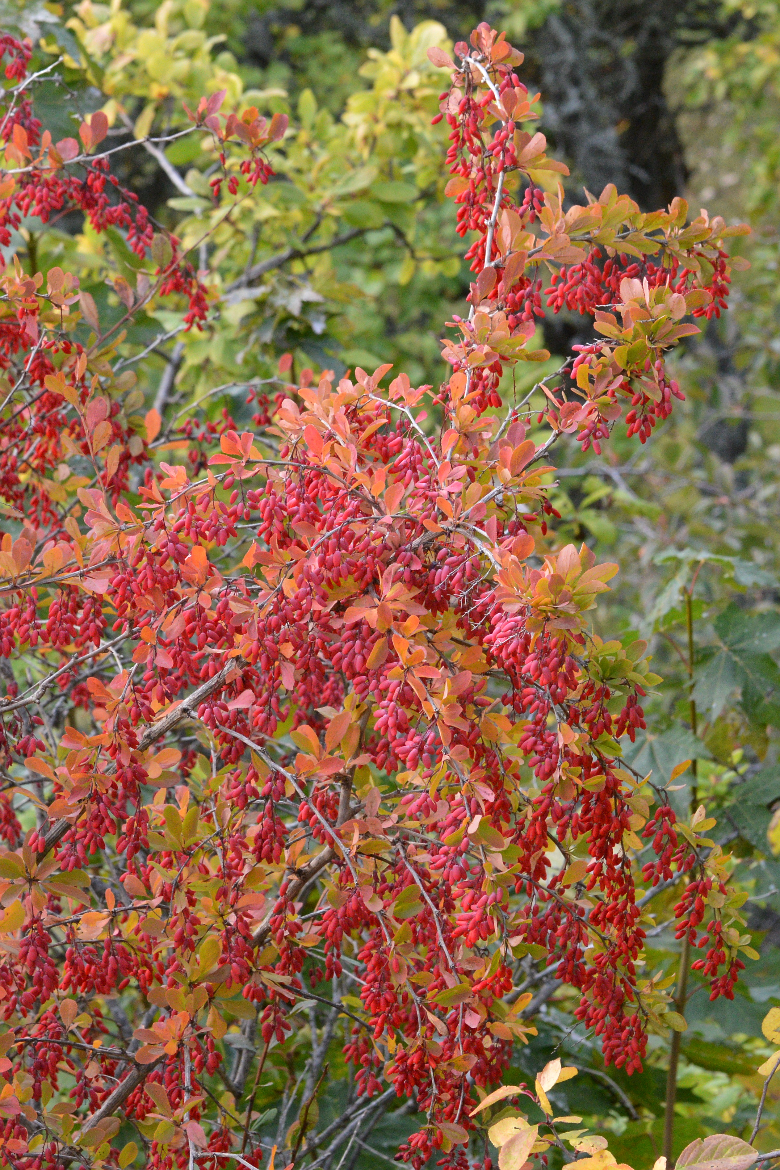 Barberry, natural source of berberine