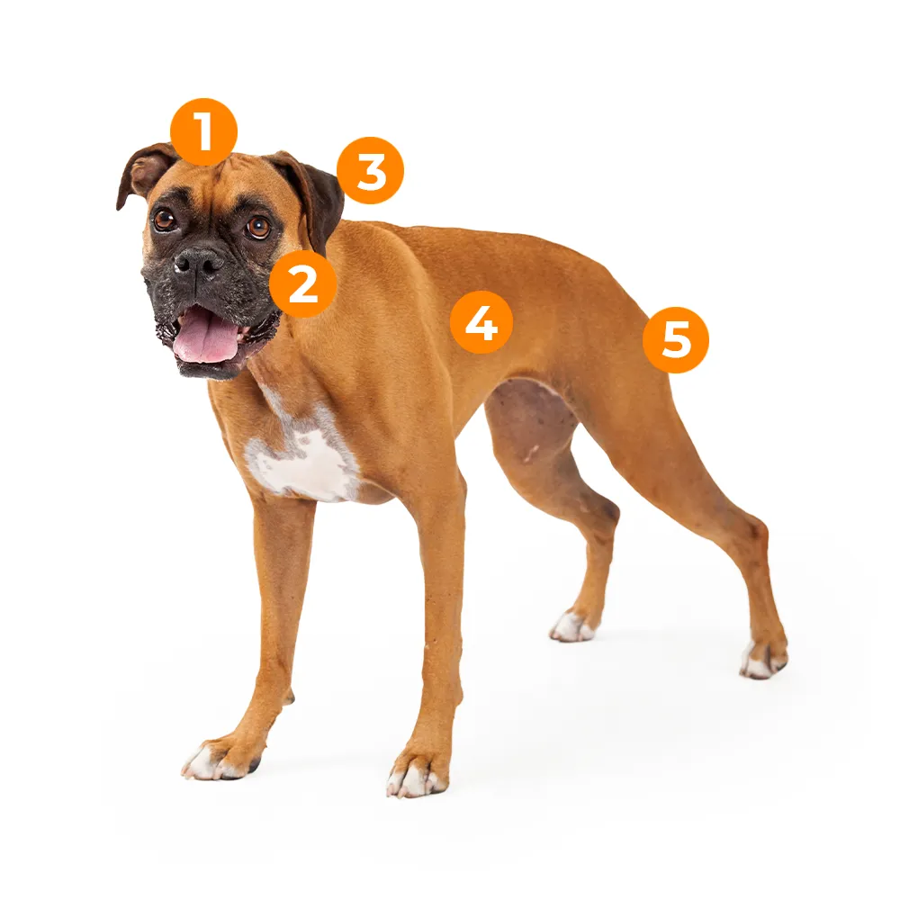 caracteristicas fisicas