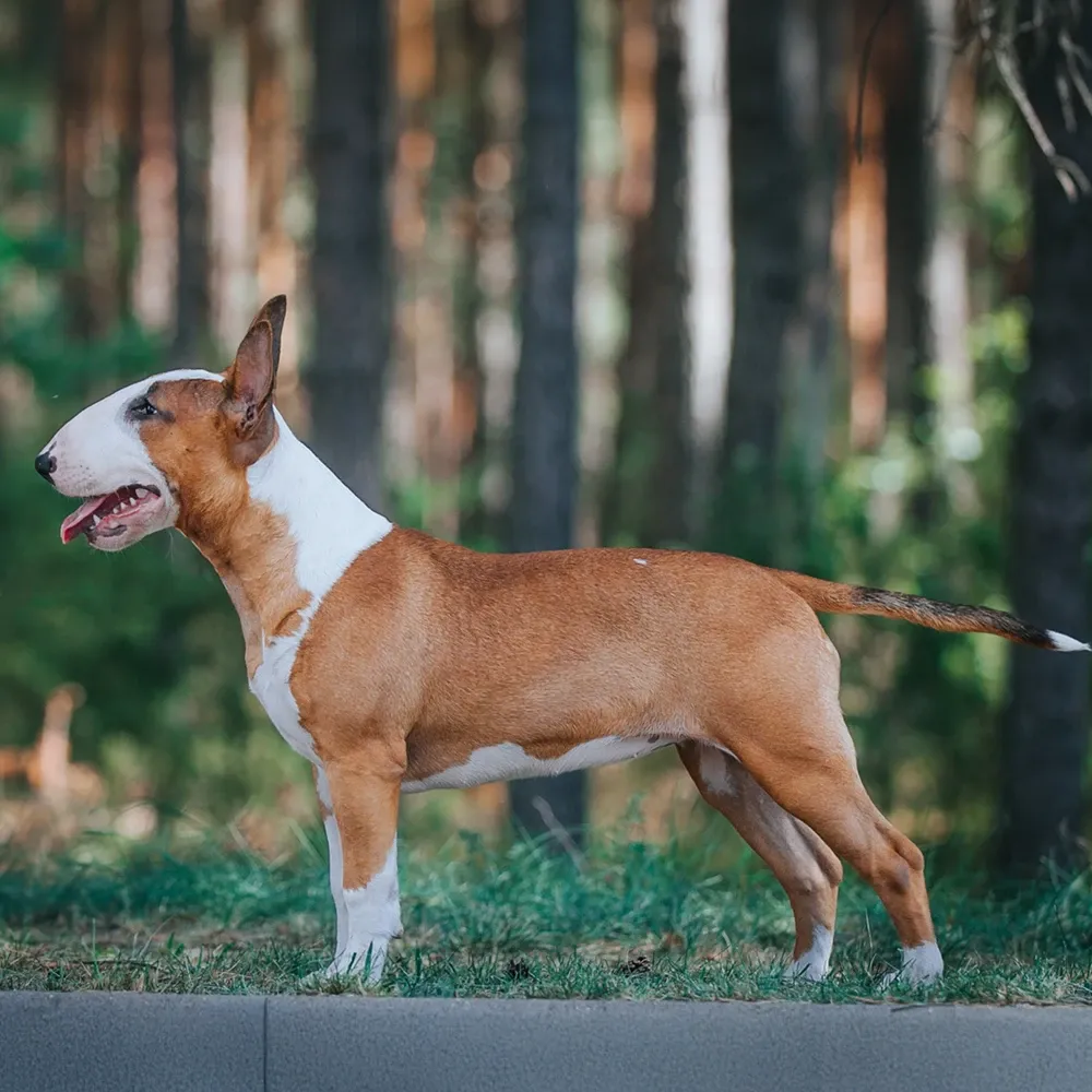 Bull Terrier