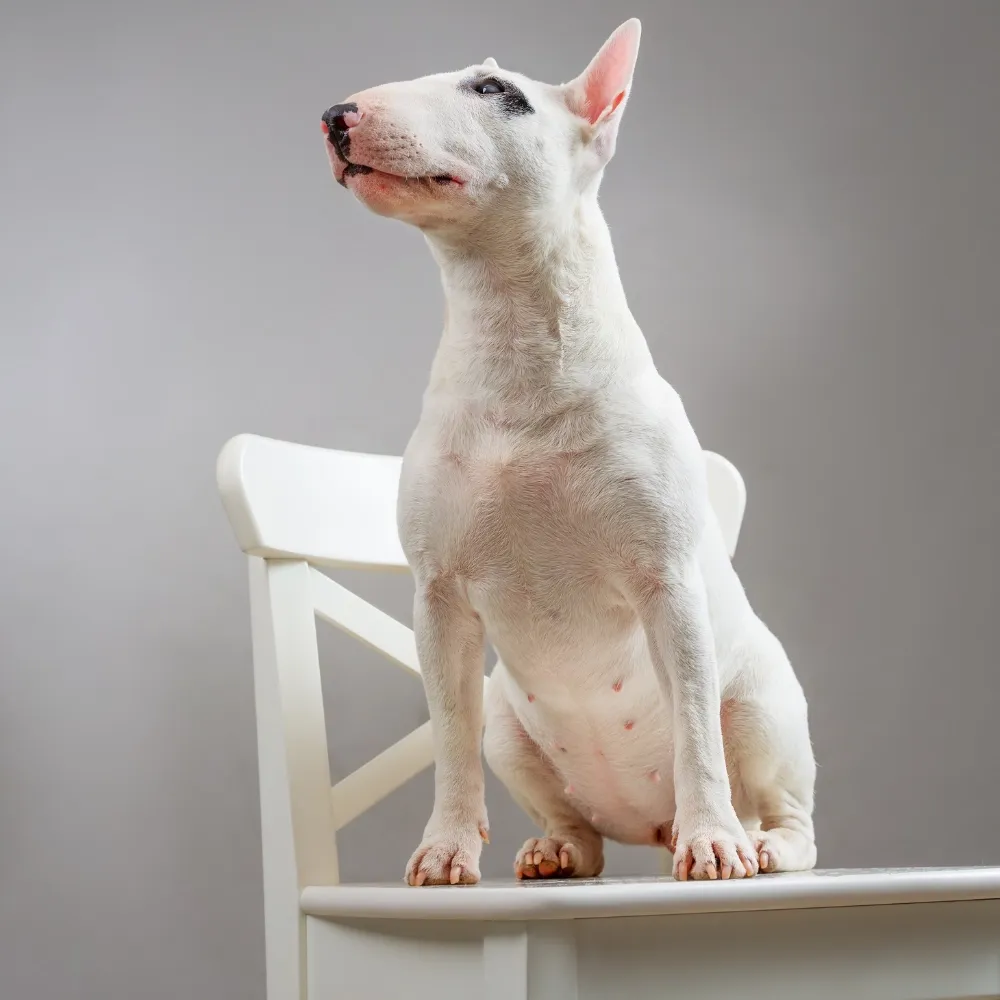 Bull_terrier_01.webp