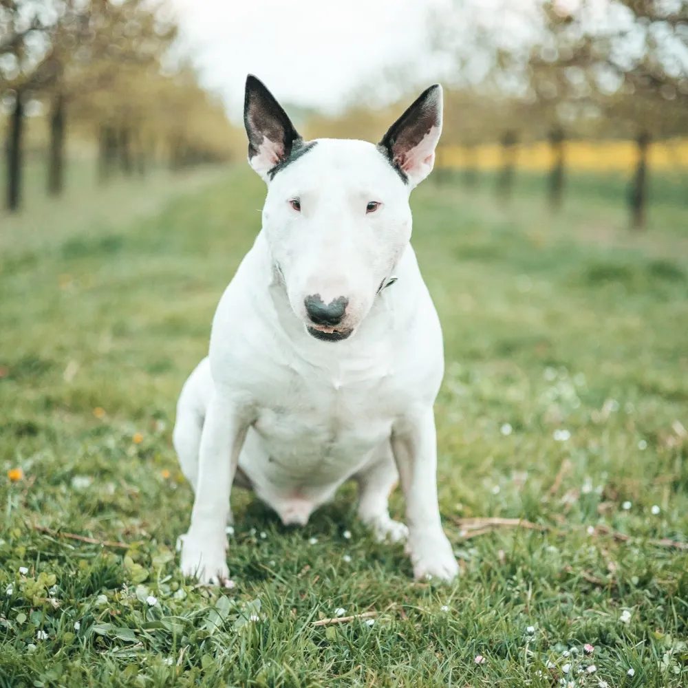 Bull_terrier_02.webp