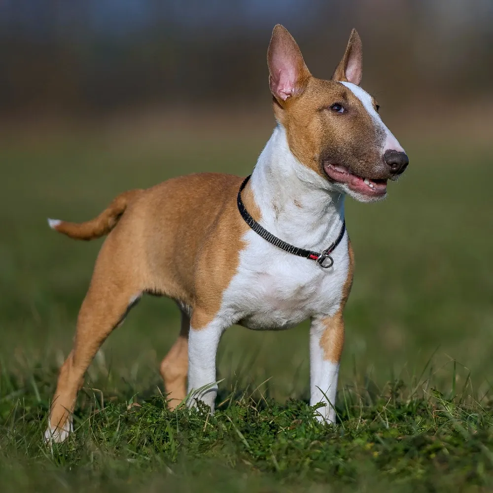 Bull_terrier_03.webp