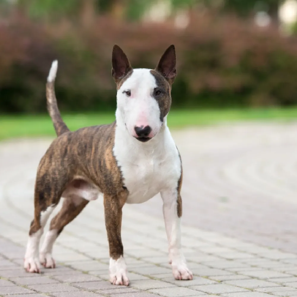 Bull_terrier_04.webp