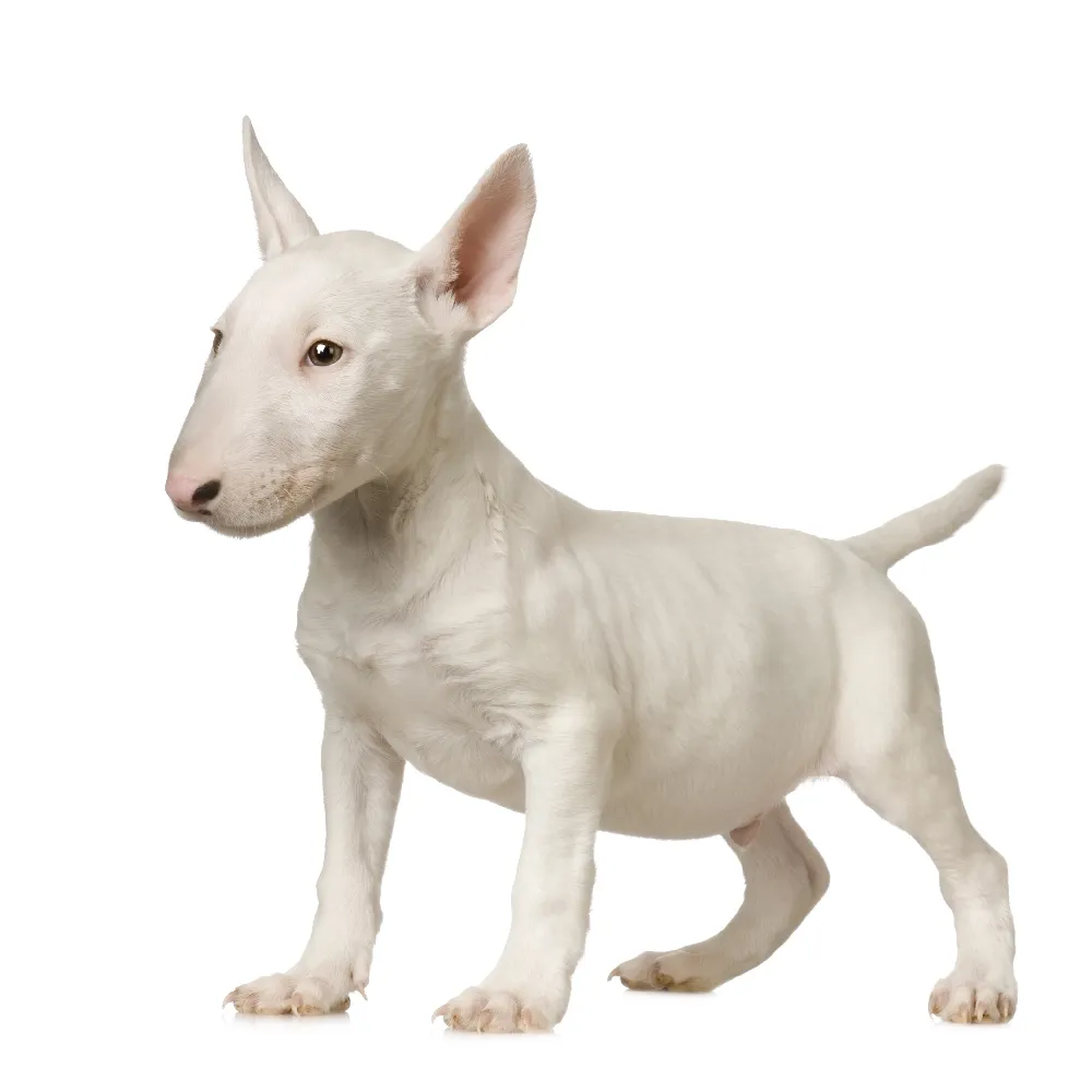 Imagem do filhote de Bull Terrier