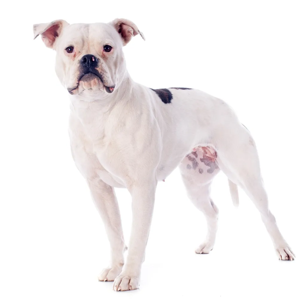 Bulldog Americano