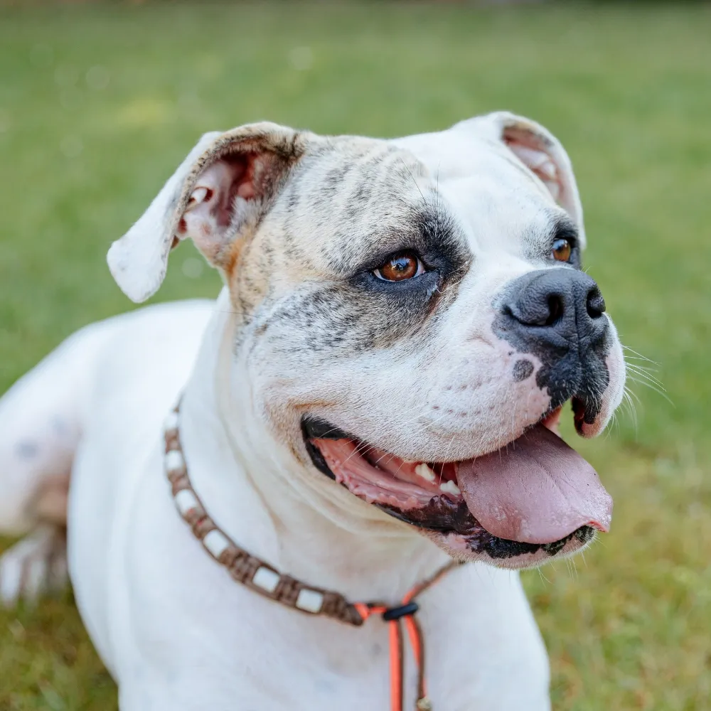 Bulldog Americano