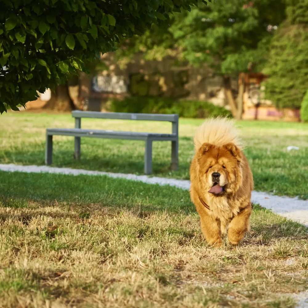 Chow_Chow_01.webp