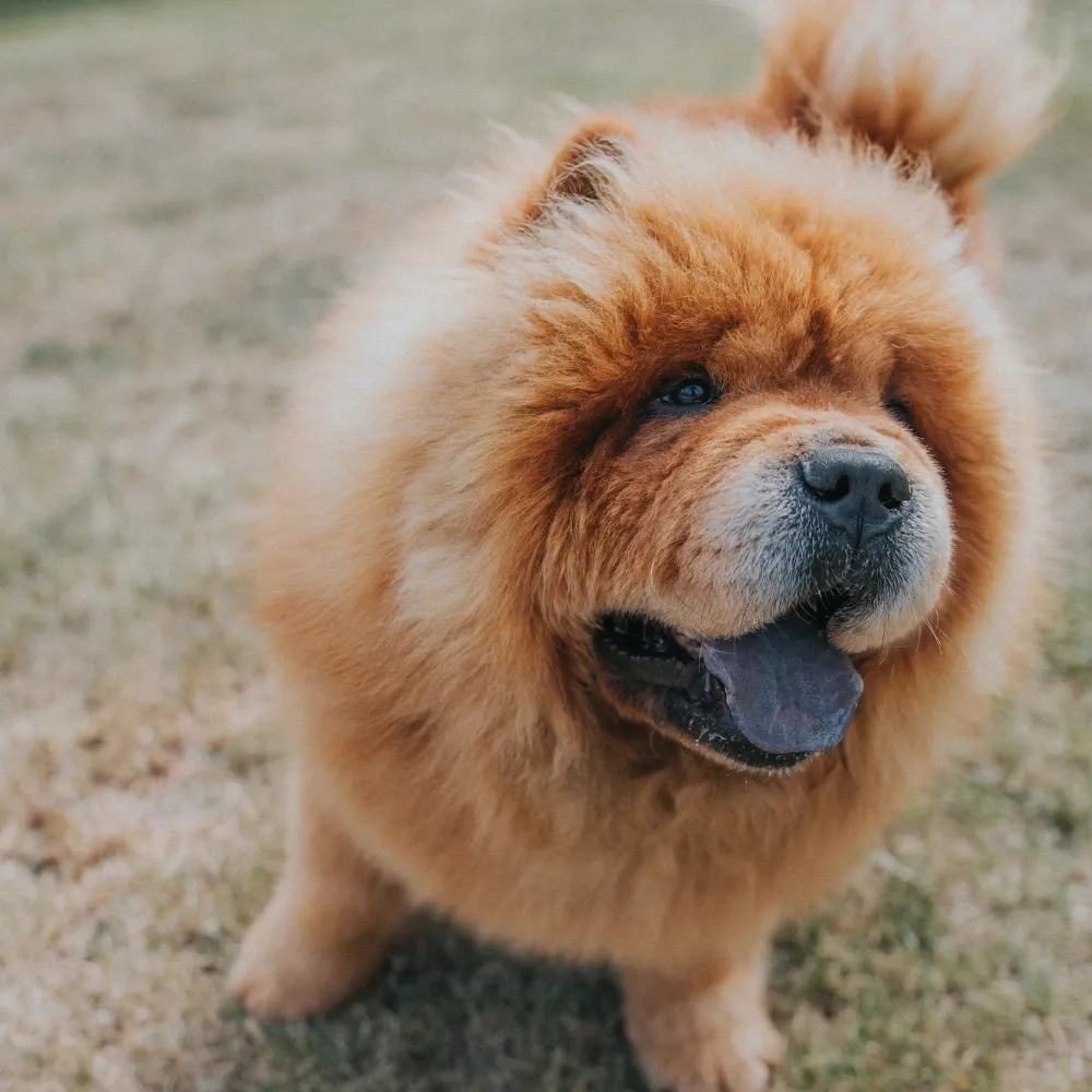 Chow_Chow_02.webp