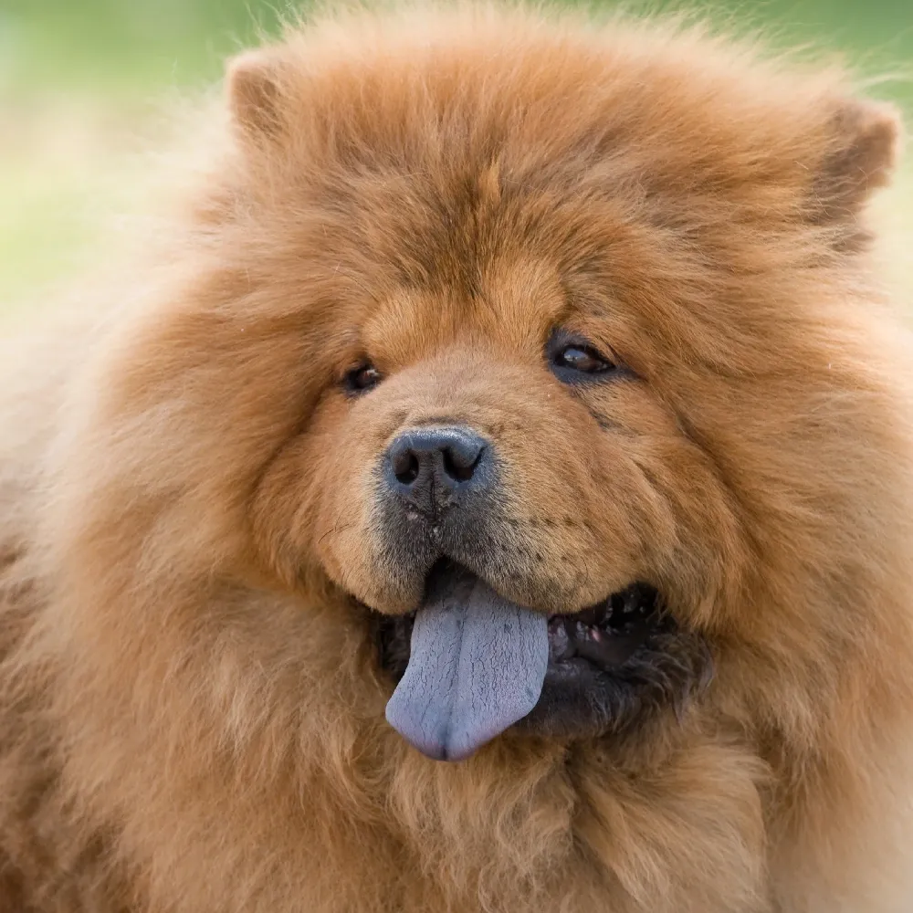 Chow_Chow_03.webp