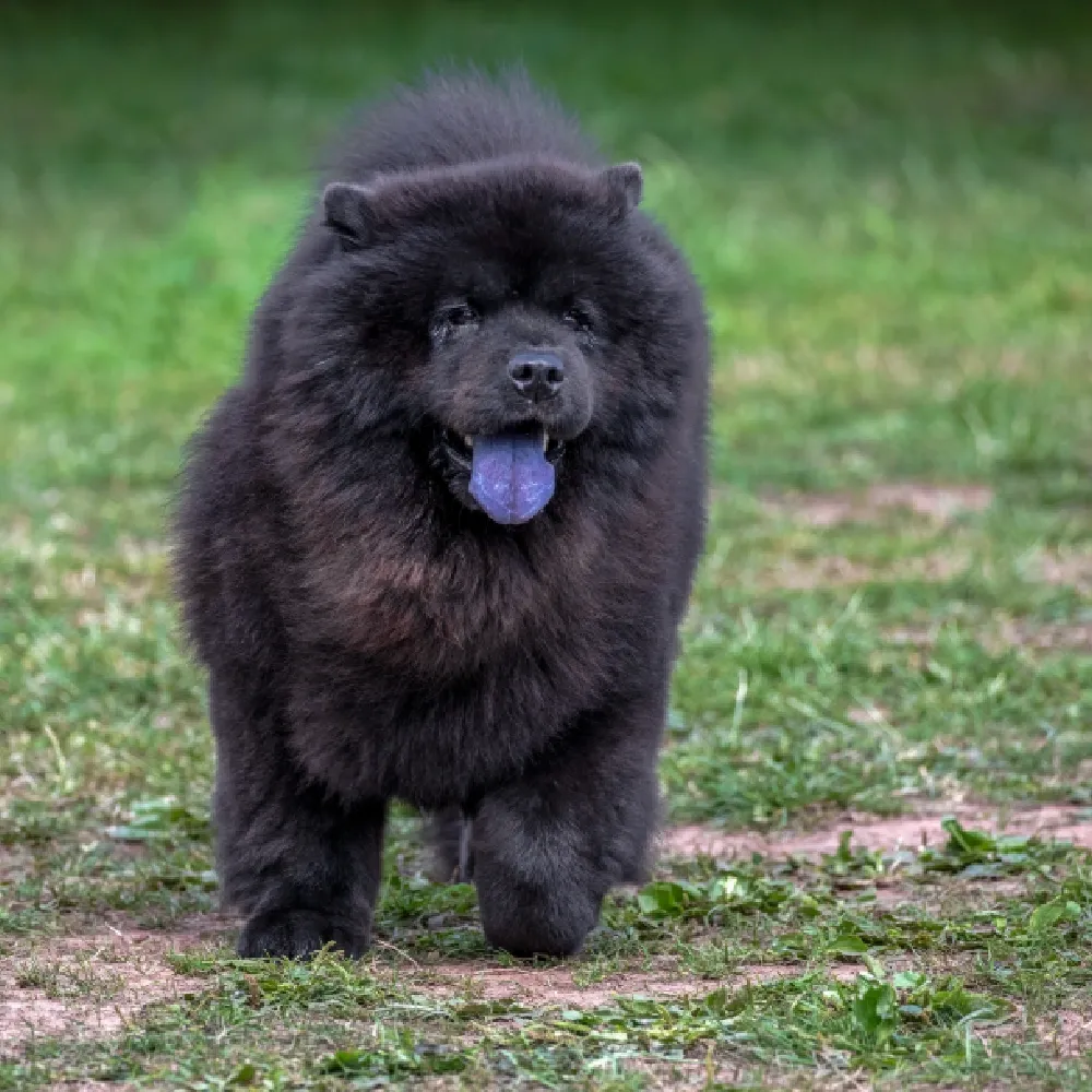 Chow_Chow_04.webp