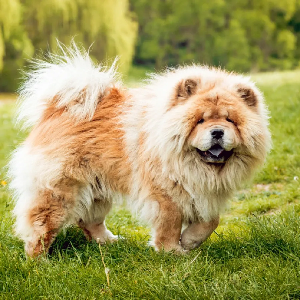 Chow_Chow_05.webp