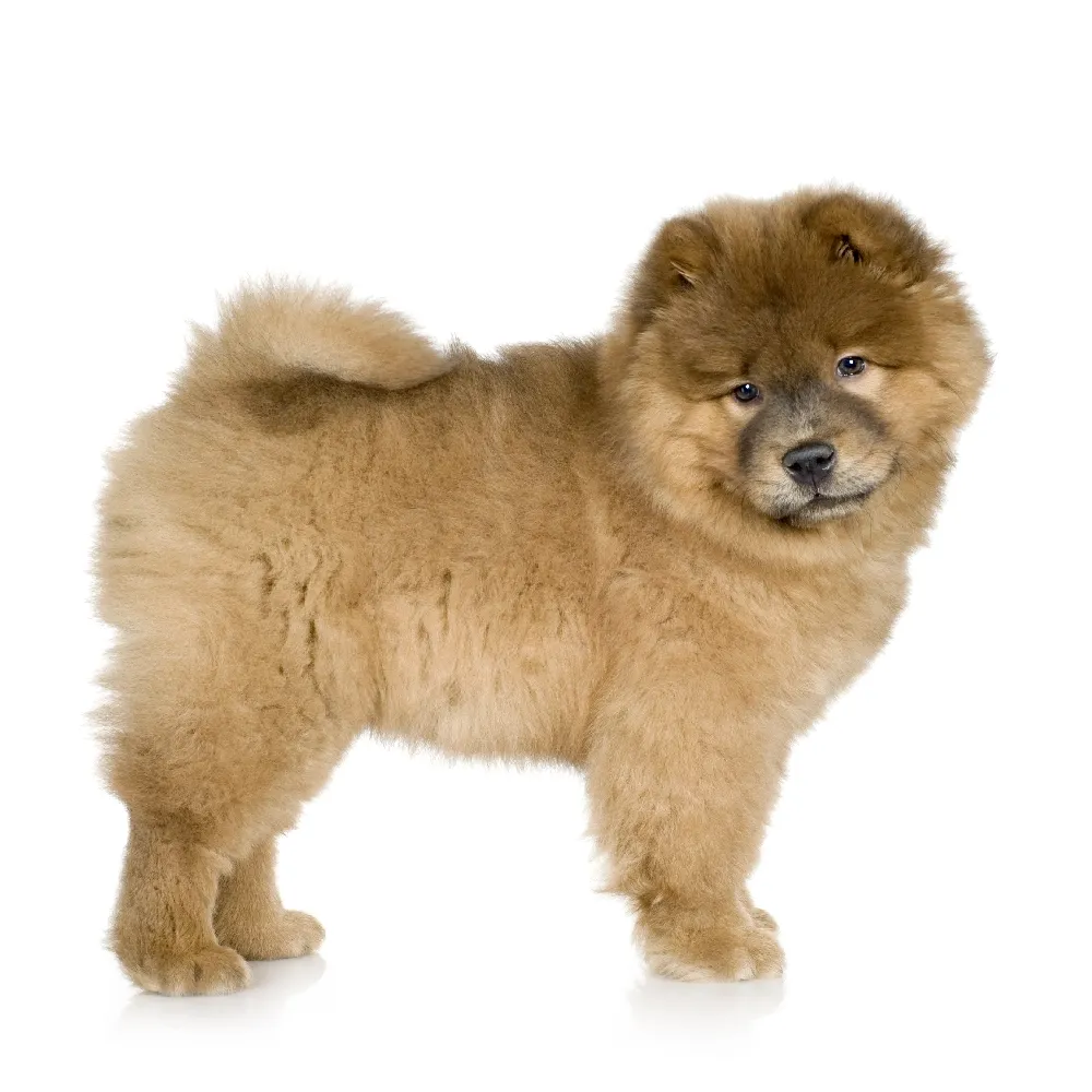 Imagem do filhote de Chow Chow