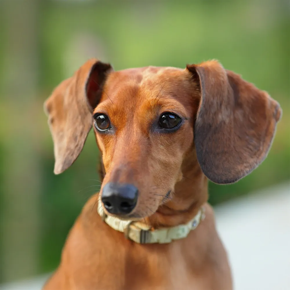 Dachshund_04.webp