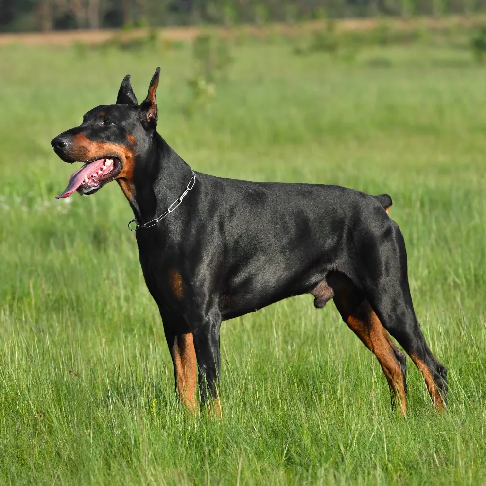 Doberman-01.webp