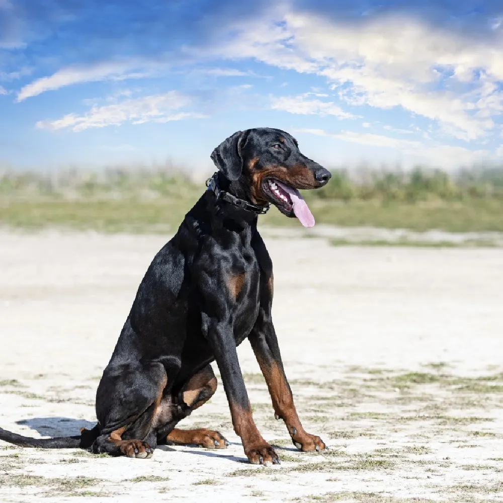 Doberman-02.webp