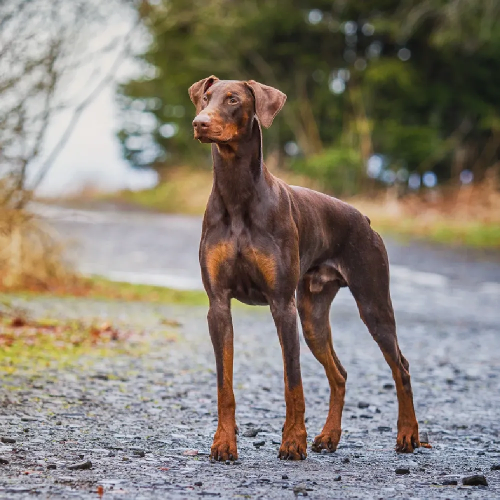 Doberman