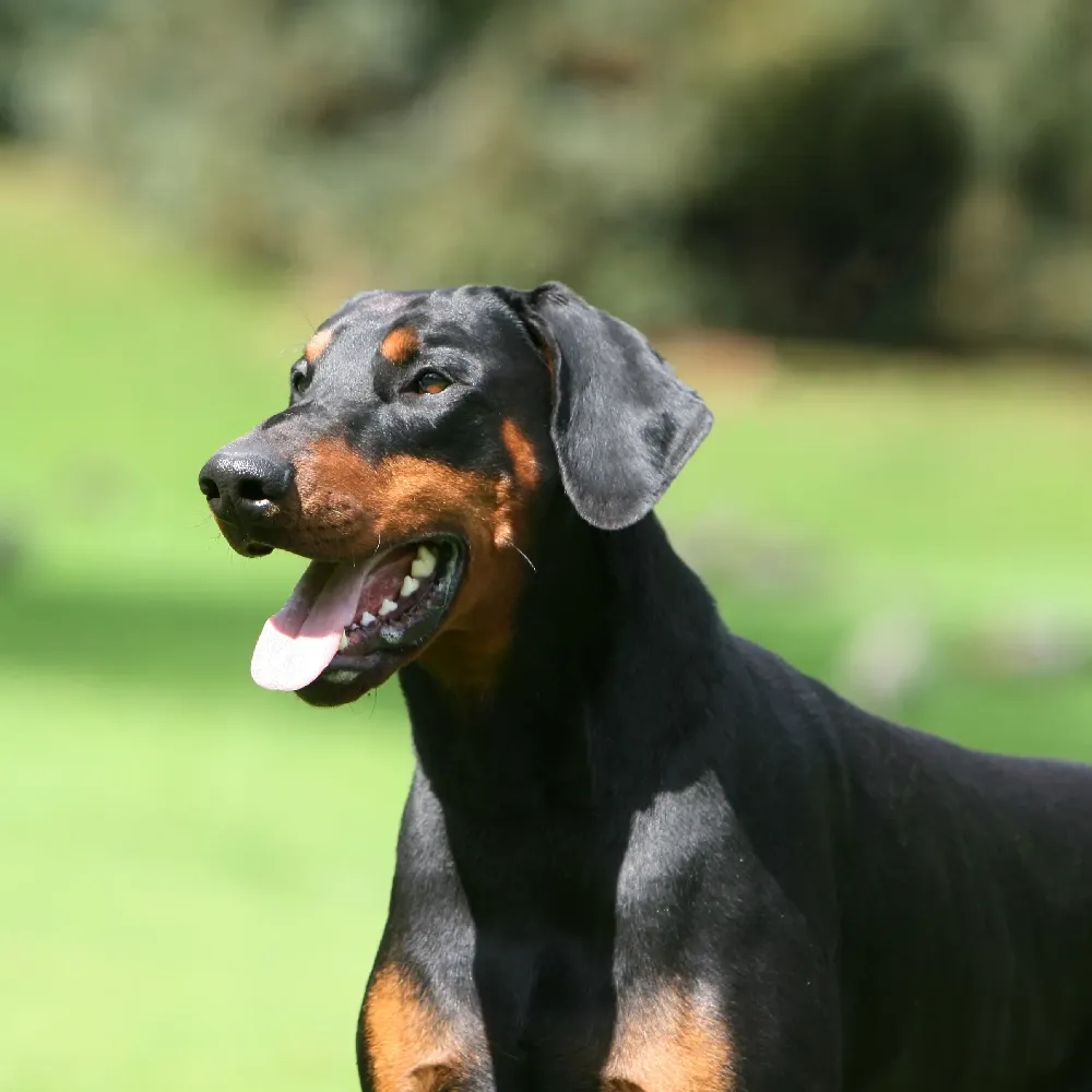 Doberman-04.webp