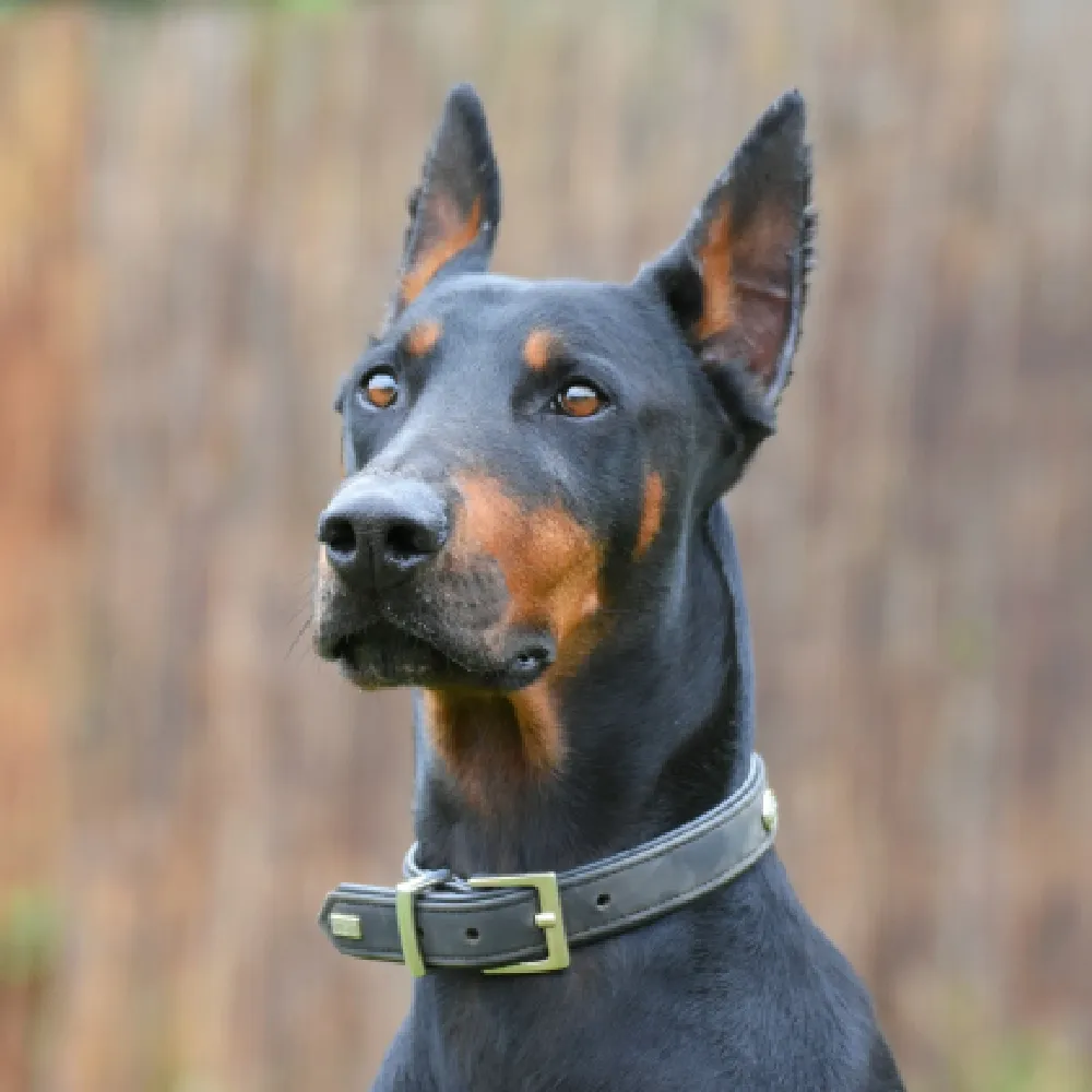 Doberman-05.webp