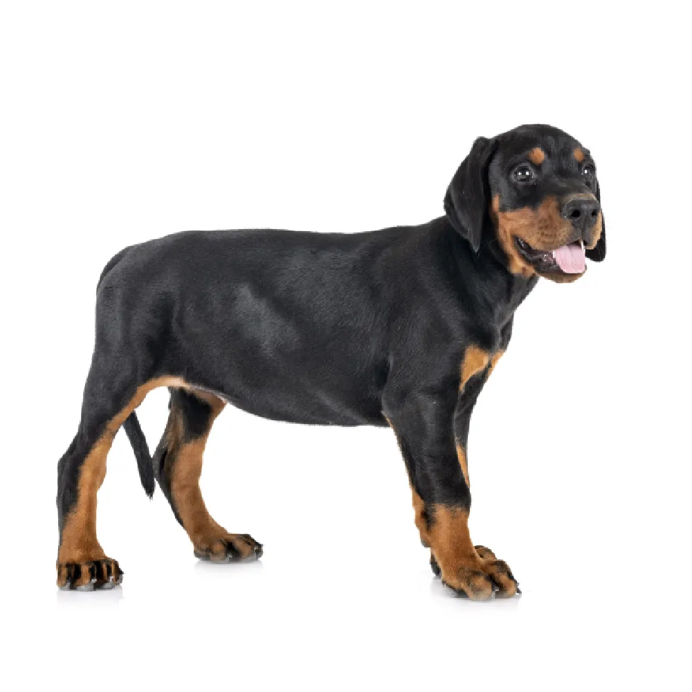 Imagem do filhote de Doberman
