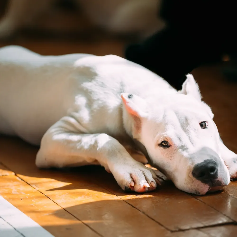Dogo Argentino