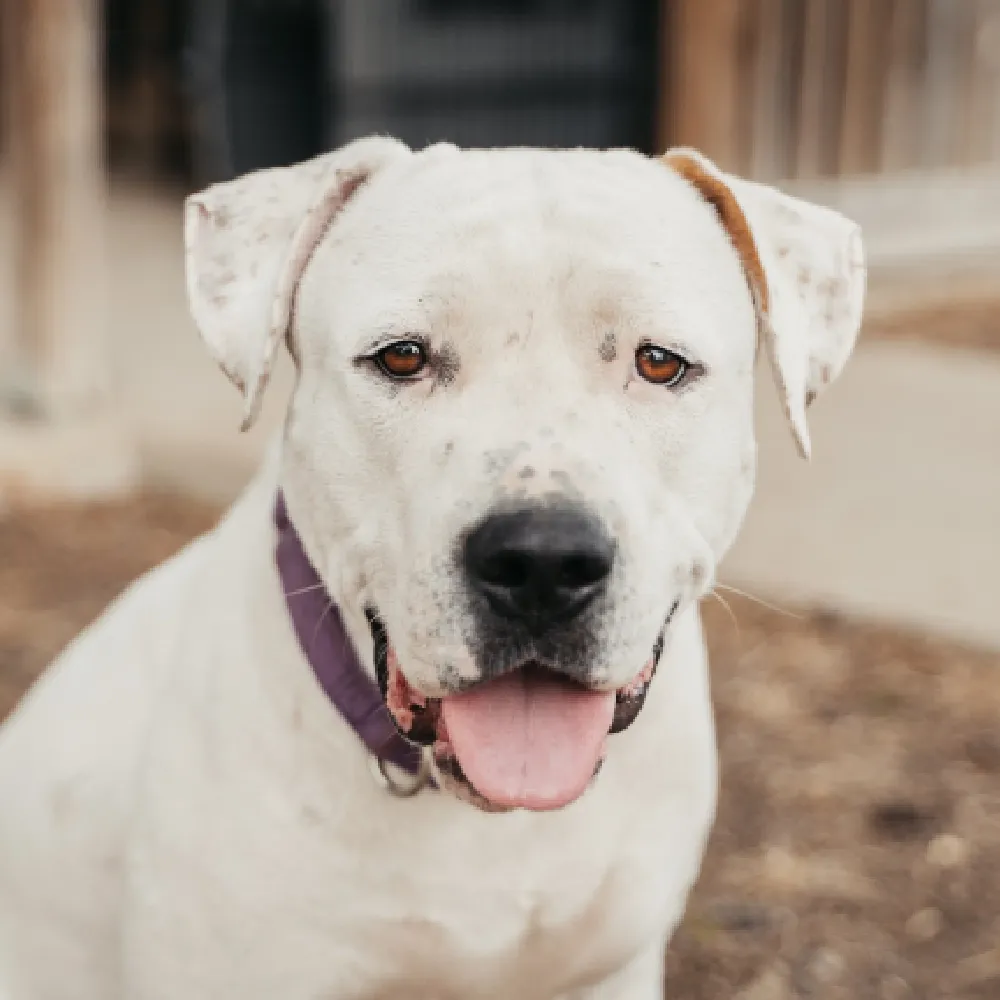 Dogo_Argentino_02.webp