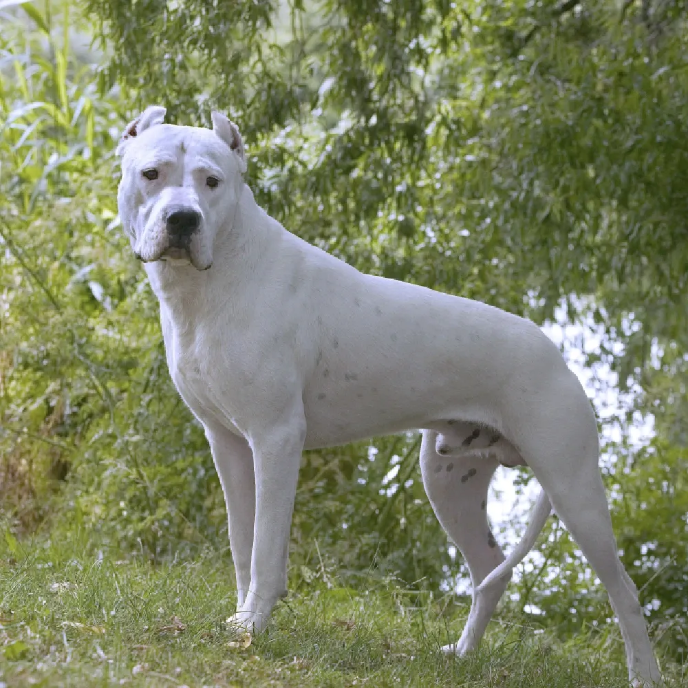 Dogo_Argentino_03.webp