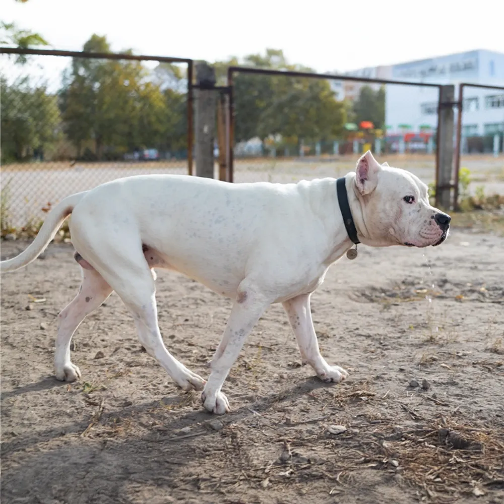 Dogo_Argentino_04.webp