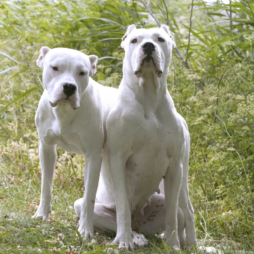Dogo_Argentino_05.webp