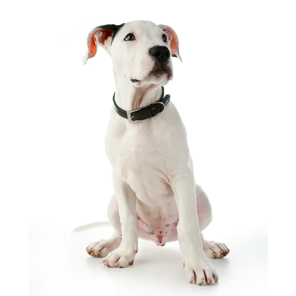 Imagem do filhote de Dogo Argentino