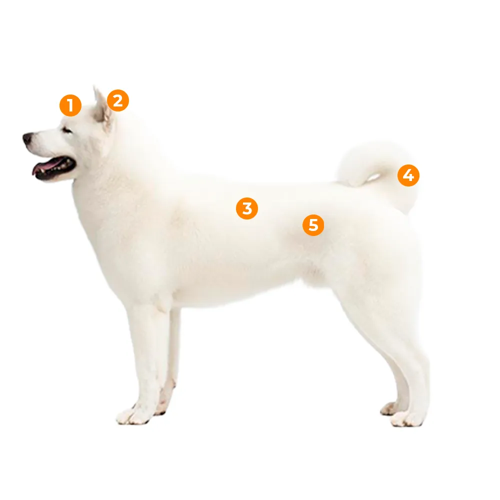 caracteristicas fisicas