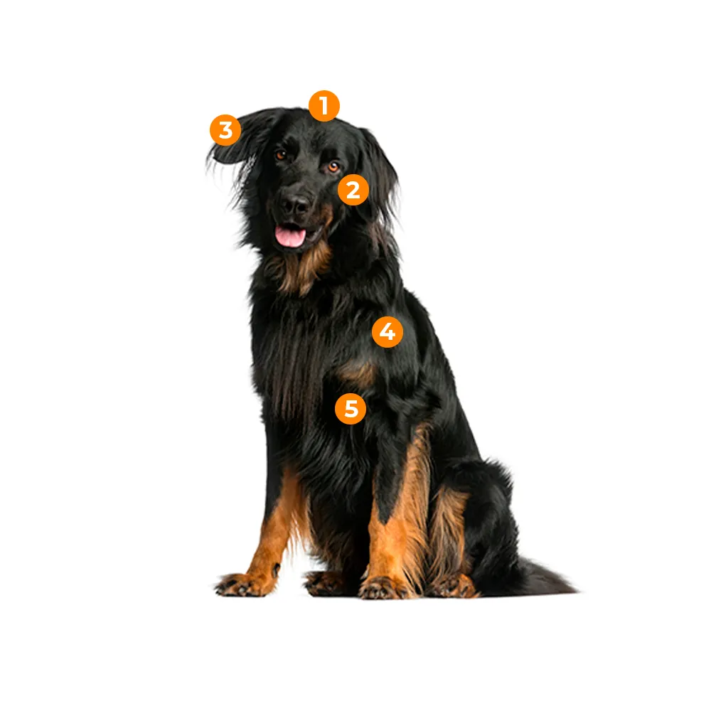 caracteristicas fisicas